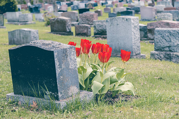 istock Headstones in a cemetary with many red tulips 531331670