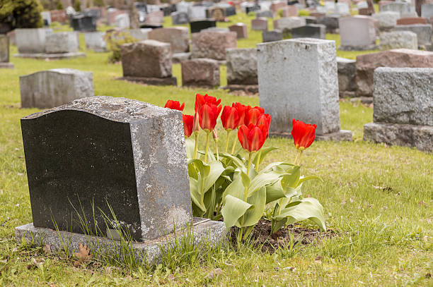 istock Headstones in a cemetary with many red tulips 531331690