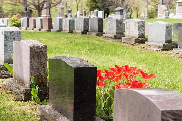 istock Headstones in a cemetary with many red tulips 531331846