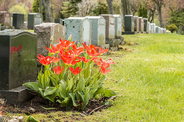 istock Headstones in a cemetary with many red tulips 531331860
