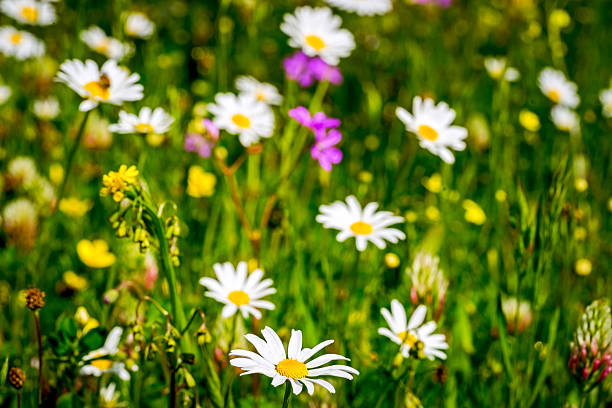istock motley grass meadow with chamomilie flowers 531332026