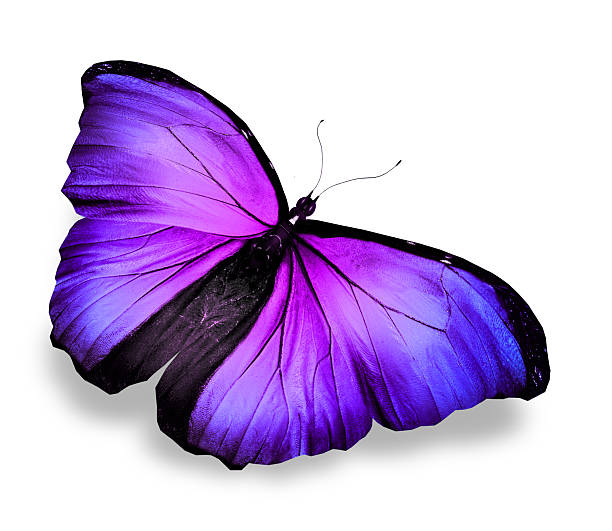 istock Morpho violet blue butterfly , isolated on white 531332027