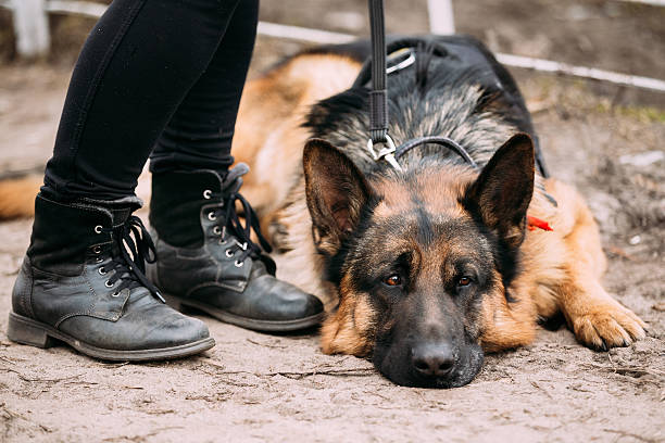 istock German Shepherd Dog Close Up 531332300
