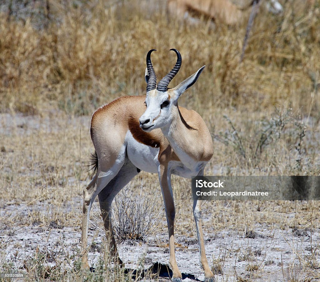 Springbok Bendsow Springbok Stock Photo - Download Image Now - 2015, Animal Wildlife ...