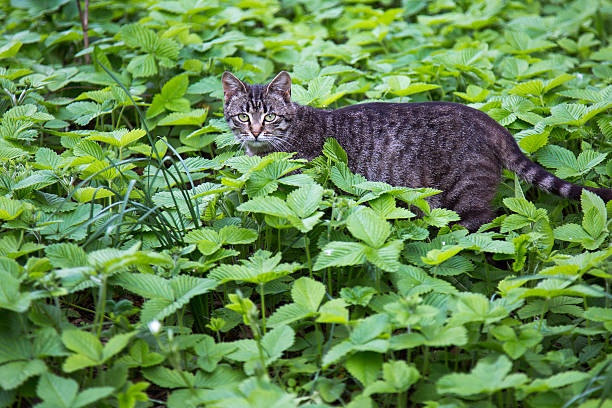 istock grey cat in the green grass 531332582
