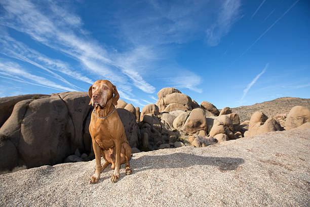 istock dog sitting in desert 531332610