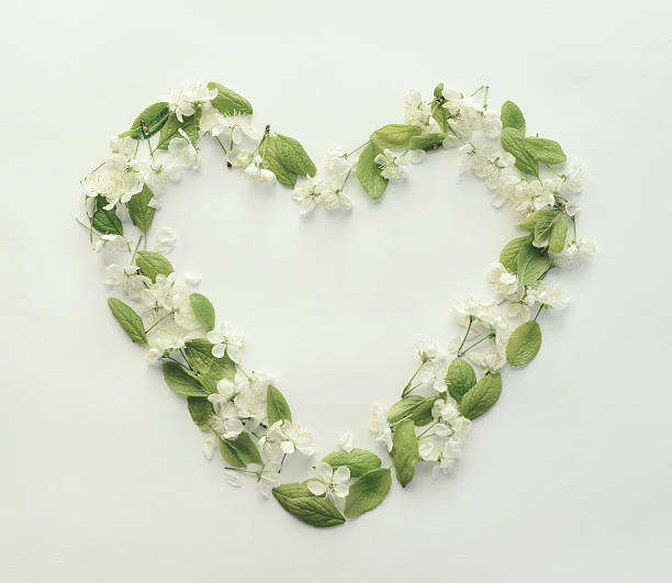 flower,petals and leaves, composition flat lay