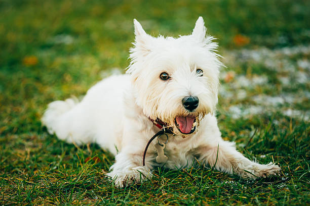 istock Small West Highland White Terrier - Westie, Westy Dog 531333448