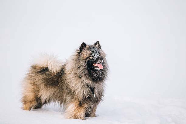 giovane spitz lupo, trotto cane giocare nella neve, l'inverno - keeshond foto e immagini stock