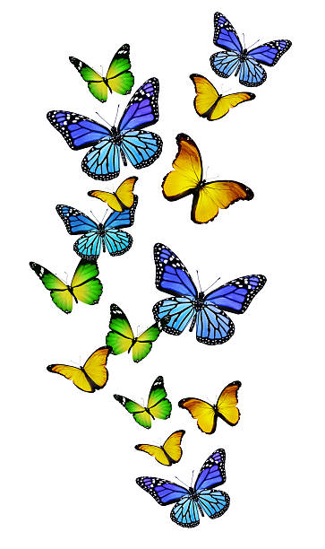 istock Many different butterflies, isolated on white background 531333933