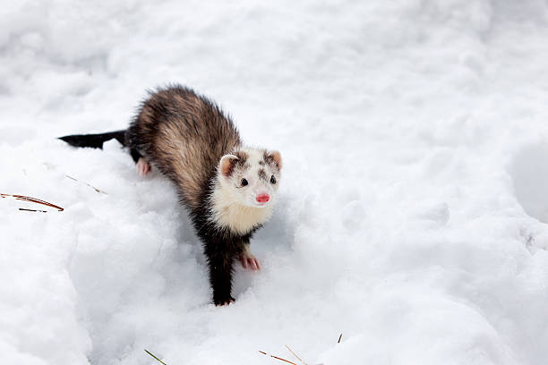 istock Ferret in the snow. 531333947