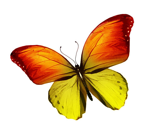 istock Gold yellow butterfly flying, isolated on white background 531333987