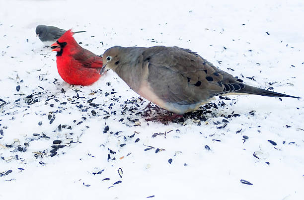 Dove, Cardinal and Nuthatch eating sunflower seeds Dove,male Cardinal and Nuthatch eating sunflower seeds on snow covered ground in the winter three red cardinals stock pictures, royalty-free photos & images