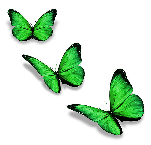 istock Three green butterflies, isolated on white 531334011