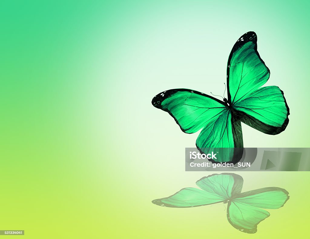 Green Butterfly On Green Background Stock Photo - Download Image Now -  2015, Abstract, Celebration - iStock