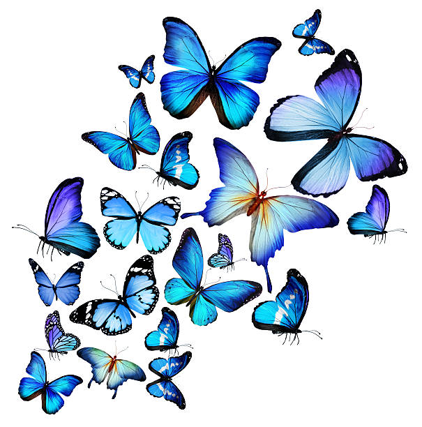 istock Many different butterflies, isolated on white background 531334135