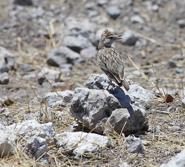 Rufous-Naped Lark Lark on a rock in the desert. rufous naped lark mirafra africana stock pictures, royalty-free photos & images