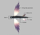 exocoetus.jpg?b=1&s=170x170&k=20&c=VdVF5