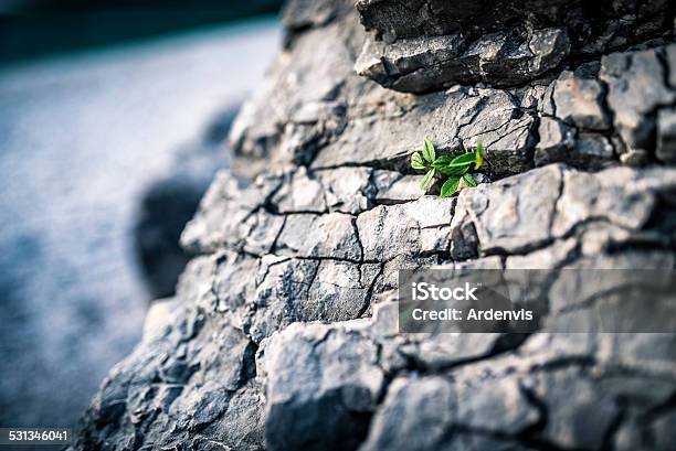 Nuova Vita Che Emergono Dalle Rocce - Fotografie stock e altre immagini di 2015 - 2015, Ambientazione esterna, Ambiente