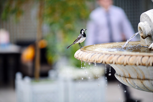 bird on the basin of the fountain