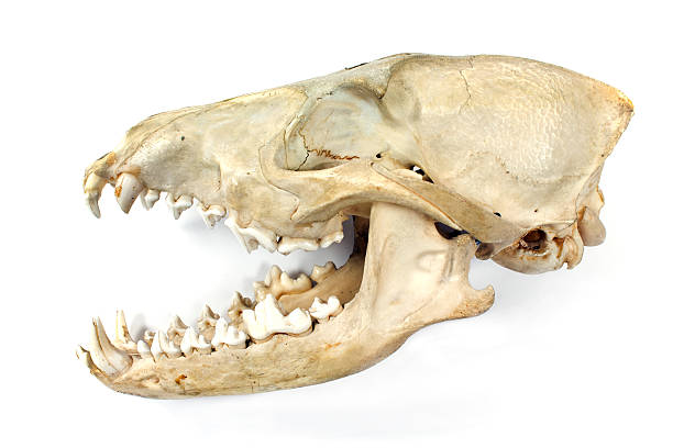 istock Dog skull and jaw isolated on white 531346419