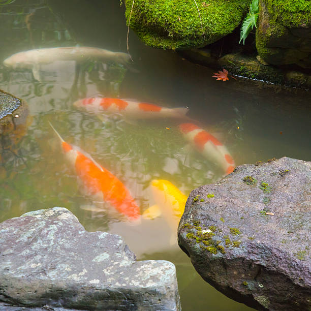 istock Carp fish on a Japanese garden 531346819