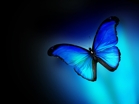 Blue butterfly on dark blue background