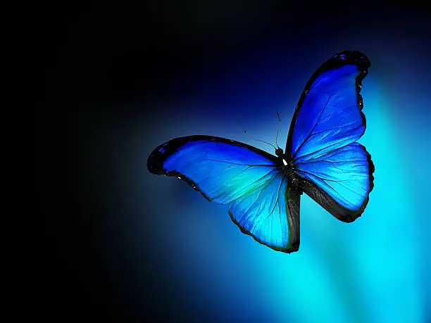 Blue butterfly on dark blue background