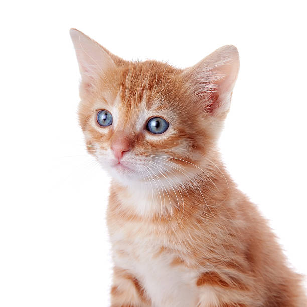 istock Portrait of a red striped kitten. 531347531