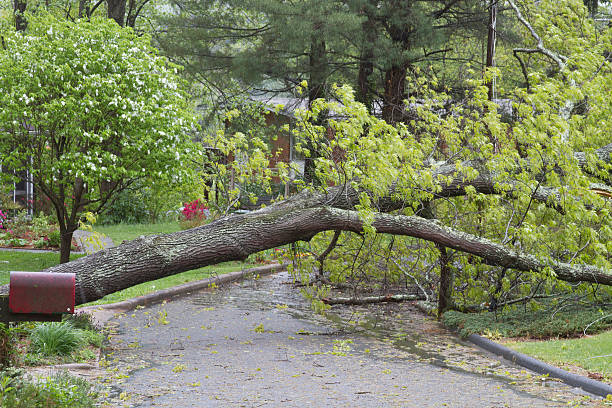 istock Wet Oak Tree Lies Across a Street 531348325