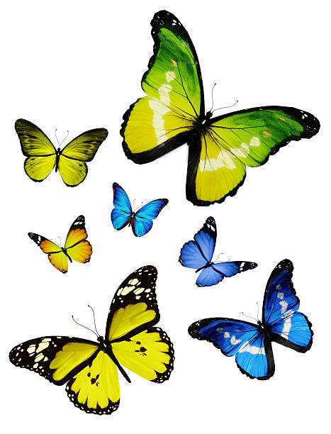 istock Many different butterflies, isolated on white background 531348647