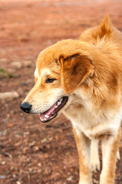 istock face of stray dog stand on ground 531349039