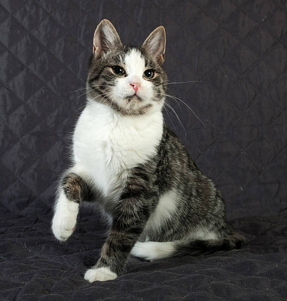 istock White and striped kitten sitting on quilt 531350451