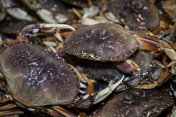 istock Live Dungeness Crabs in Shipping Container 531350575