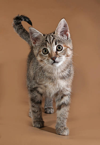 istock Tricolor kitten standing on brown 531350825