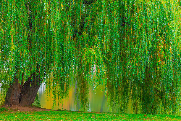 istock branchy green old willow hanging over the lake 531351081