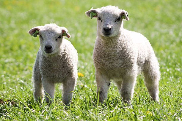 istock two very cute  lambs in the meadow. 531351127