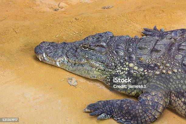 Detail Of The Head Of A Nile Crocodile Crocodylus Nilotic Stock Photo - Download Image Now