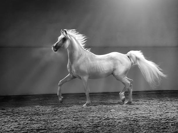 galloping cavalo árabe-garanhão de luz brilhante - horse arabian horse arabia white imagens e fotografias de stock