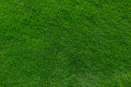 Natural green grass field