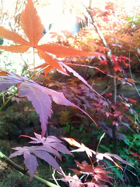 acer japónico rojo (acer palmatum atropurpureum) - acer japonica zdjęcia i obrazy z banku zdjęć