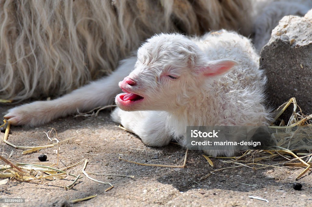 young sheep young sheep on the floor 2015 Stock Photo