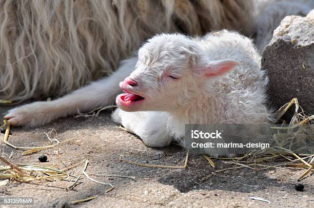 Young Sheep Stock Photo - Download Image Now - 2015, Agriculture, Animal