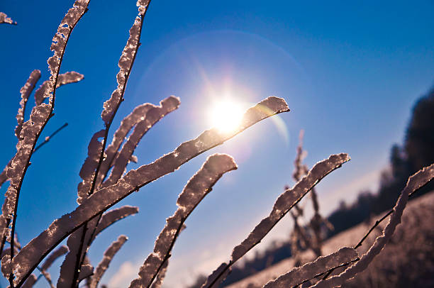 Sunny winter time - snow covered bushes against blue sky
