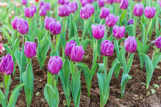 Beautiful tulips field in garden
