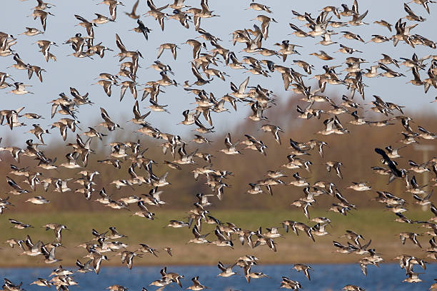 istock Black-tailed godwit, Limosa limosa 531360843