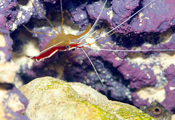 istock Scarlet Skunk Cleaner Shrimp 531361303