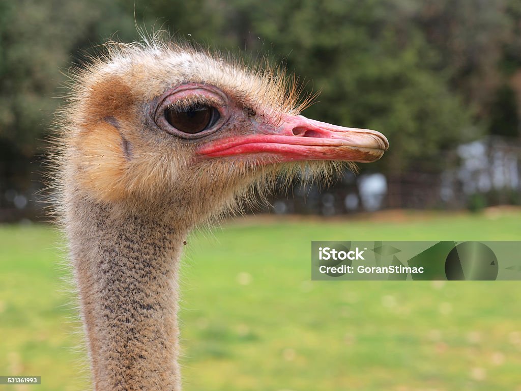 Ostrich head Close-up on an ostrich's head. Shallow DOF. 2015 Stock Photo
