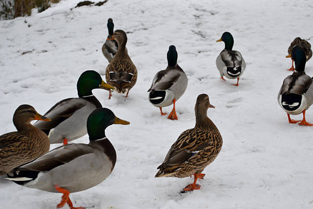 istock Ducks walking away in the snow 531362087