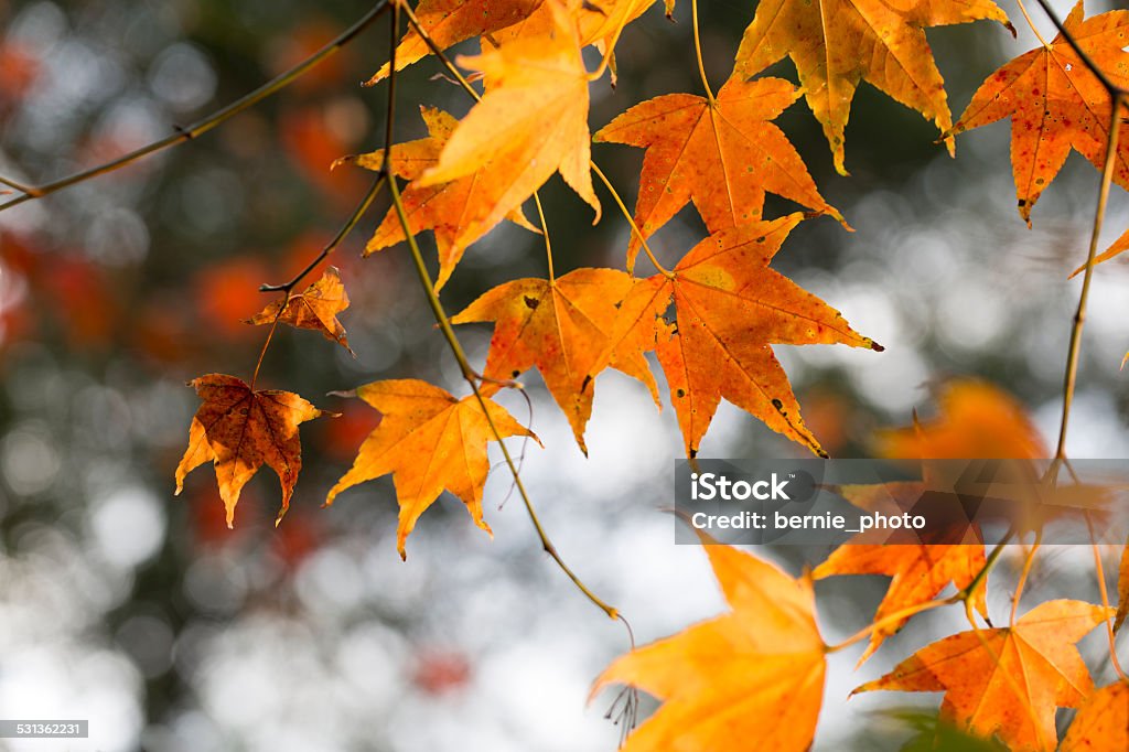 Autumn Foliage Autumn Foliage  2015 Stock Photo